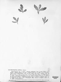 Peronospora effusa image